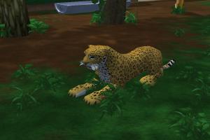 Sri Lankan Leopard