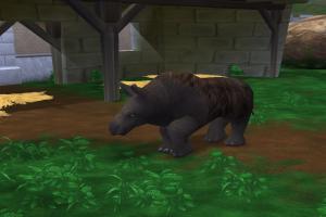 Sumatran Rhino