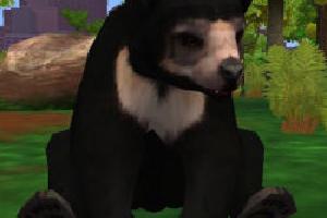 Sun Bear