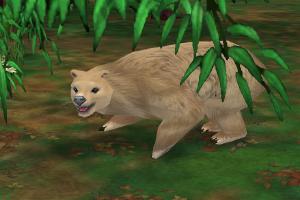 Syrian Brown Bear