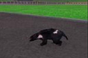 Tasmanian Devil