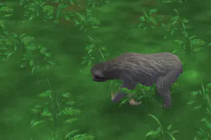 Three-Toed Sloth