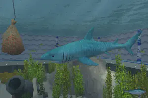 Tiger Shark