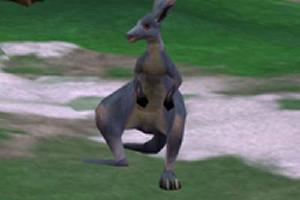 Wallaroo