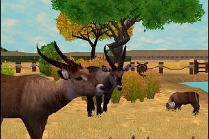 Waterbuck