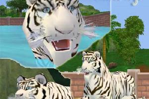 White Tiger