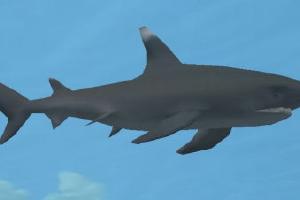 Whitetip Reef Shark