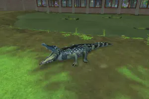 Yacare Caiman