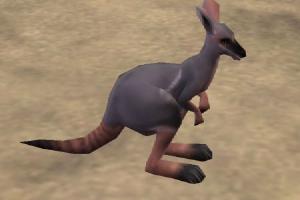Yellow-Footed Rock Wallaby II
