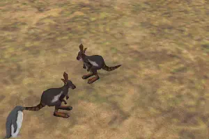 Yellow-Footed Rock Wallaby