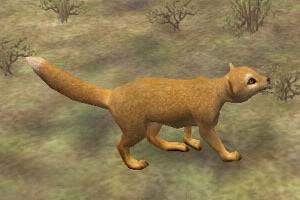 Yellow Mongoose