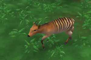 Zebra Duiker