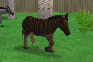 Zebroid