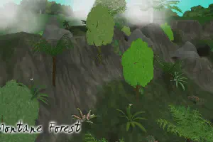 Montane Forest