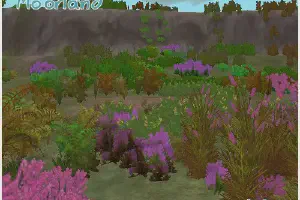 Moorland