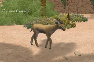 Dorcas Gazelle and Adonis Dentata
