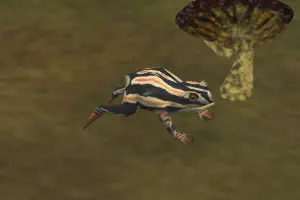 Painted Reed Frog Pack