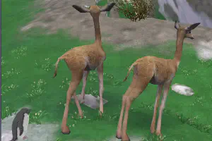 Vicuña Pack