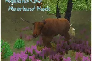 Highland Cow Moorland Hack