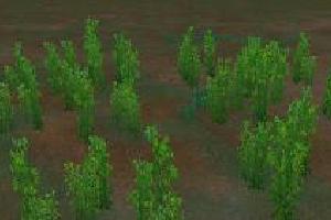 Beggarweed