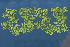 Duckweed, Square