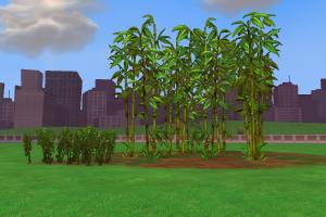 Giant Bamboo