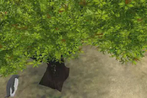 Indian Mango Tree