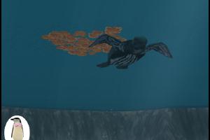 Sargassum