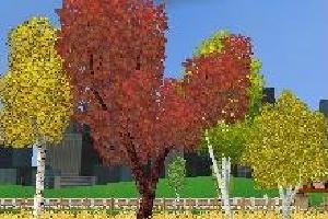 Seasonal Foliage