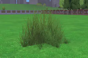 Steppe Grass