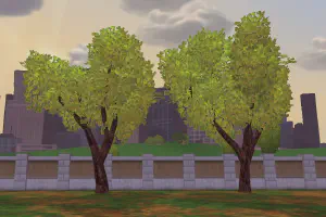 Sugar Maple