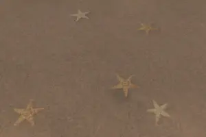 Sugar Starfish