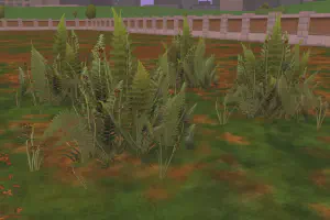 Sword Ferns