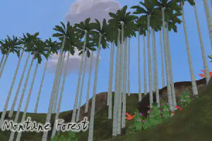 Wax Palm