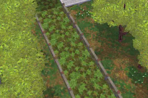 Leafy Path