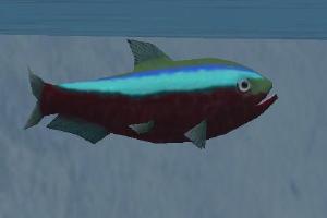 Cardinal Tetra