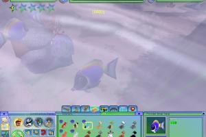 Powder-Blue Tang