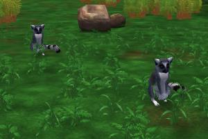 Ring-tailed Lemur Reskin