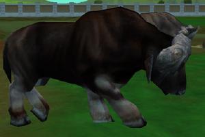 African Buffalo Variant