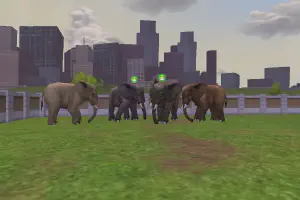 African Elephant Variants