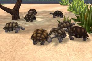 African Spurred Tortoise Variants