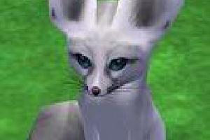 Albino Fennec Fox Variant