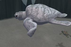 Albino Green Sea Turtle Variant