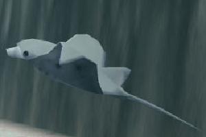 Albino Manta Ray