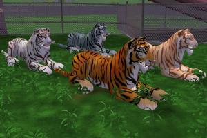 Bengal Tiger Variants