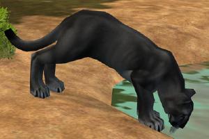Black Florida Panther Variant