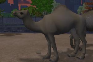 Dromedary Camel Variant