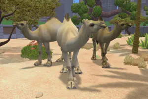 Camel Variants II