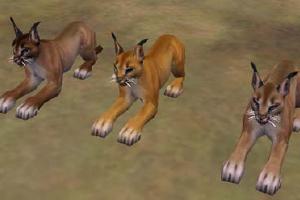 Caracal Variants