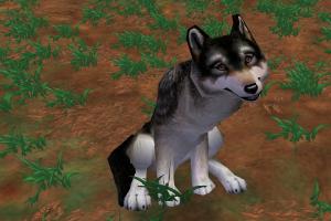 Dark Wolf Variant